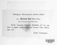 Marssonina violae image